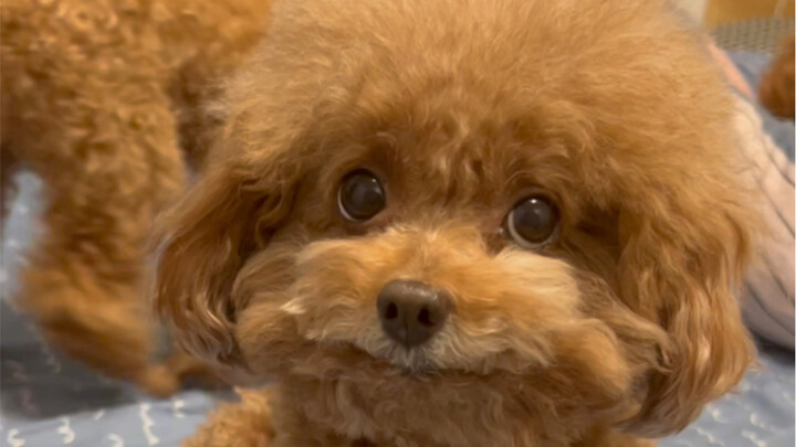 I’ve noticed my dog has quite a range of expressions.