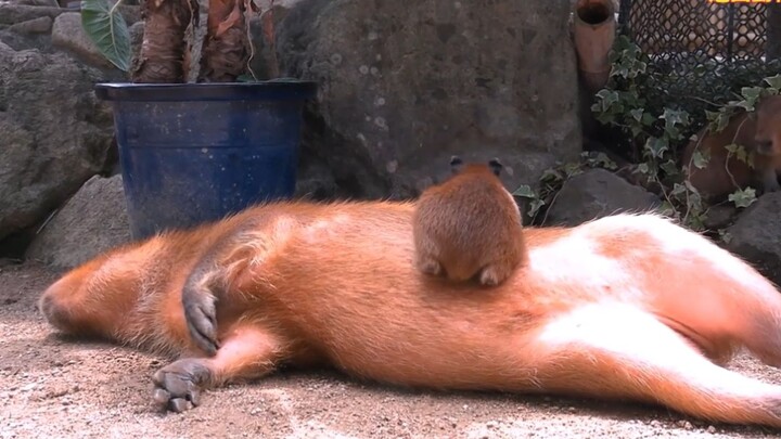 A ten-day-old baby capybara circles its mother.
