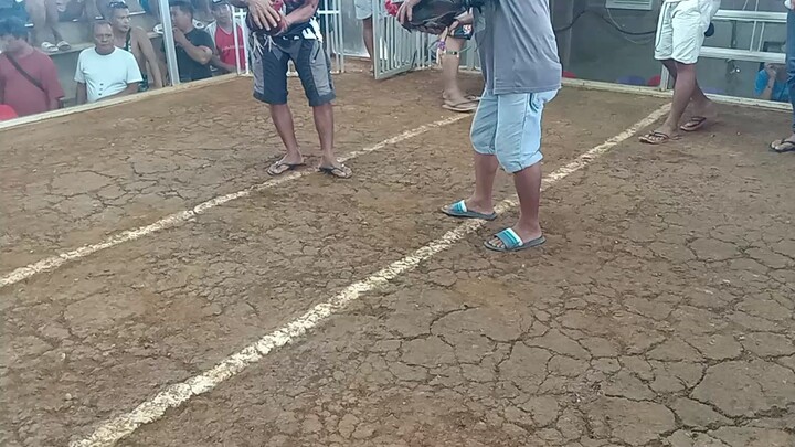 ilaya gf 3rd fight lost