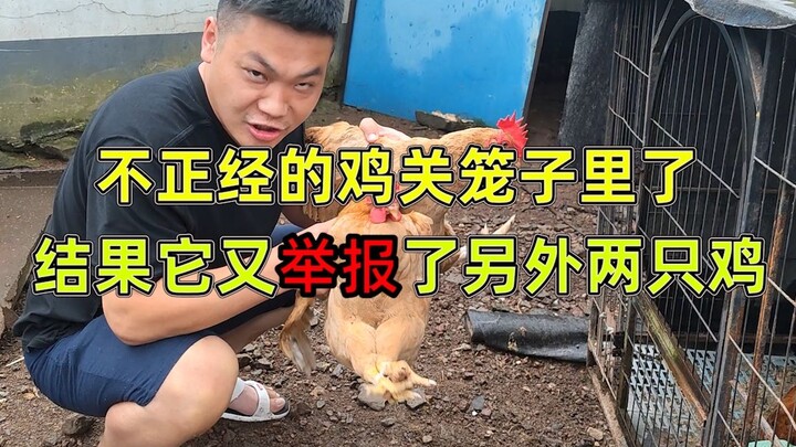 Giờ thì cả làng đều biết gà của tôi không đứng đắn rồi!