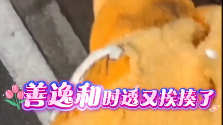 Kasihan banget! Zenitsu dan Tokitou kena pukul!