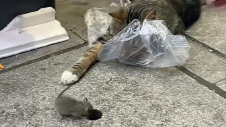 Haki Mouse bersabar selama lebih dari dua menit, hanya untuk melarikan diri pada detik terakhir dari