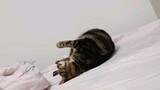 Mèo hẳn phải vui lắm khi bạn đồng ý cho chúng lên giường ngủ!