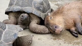 Binatang|Kehidupan Harmonis Star Tortoise dan Kapibara