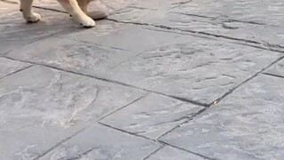 🐧