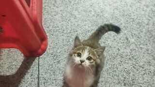 Meet a cute "lucky cat" while eating in the restaurant