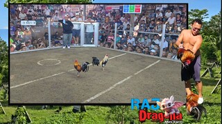 Jan 25, 2025 4cock Derby 4th Fight Talo 1-1-.5-0