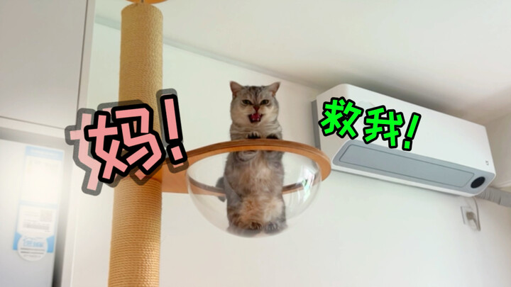 Kucing kecil 2KB! Setelah bangun tidur nggak lihat orang, langsung ngerasa pasti udah hilang..