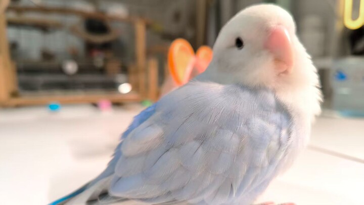 رغم أن هاجيو يلهث وراء المال، ويغسل الأموال، ويتلاعب في ألعاب جمع البطاقات، فهو بالتأكيد ملاك 100%! 