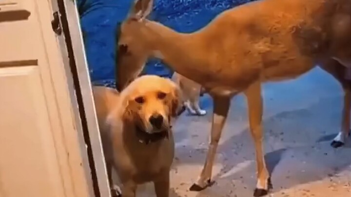 Ma, aku bawa teman pulang!