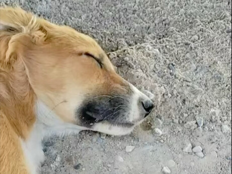 My dad’s dog took a two-hour nap.