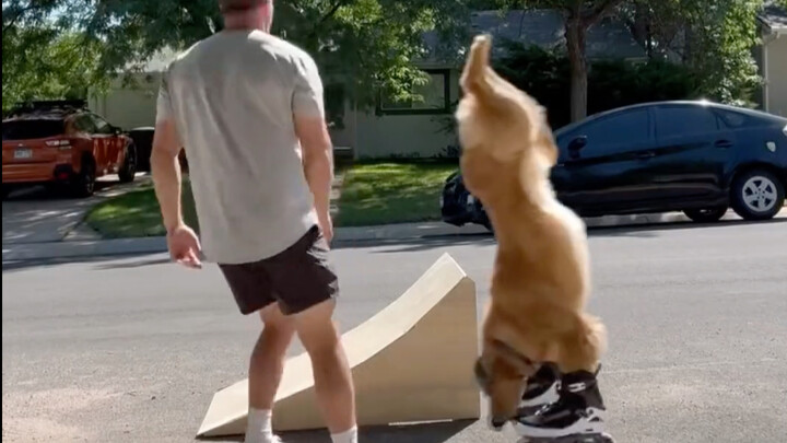 Setelah sekali ditipu oleh tuannya, sang anjing pun mulai menjalankan rencana balas dendamnya.