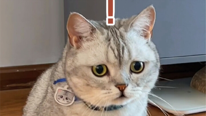 Làm thế nào để gây mâu thuẫn giữa hai con mèo?