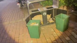 Cats and dogs' reactions to giant rats