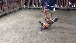 Update sa laban ng manok ko.  Panalo walang Sugat..