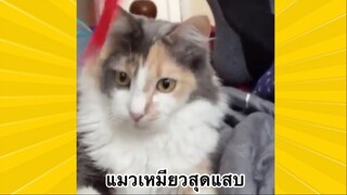 สัตว์เลี้ยงเพื่อนขนปุย : แมวเหมียวสุดแสบ