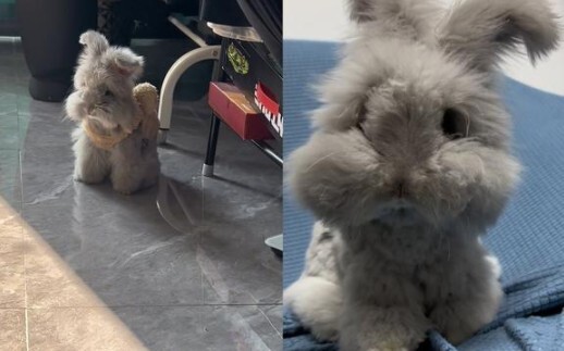 A girl’s pet rabbit looks just like a plush toy—netizens say, “How did this rabbit end up looking li