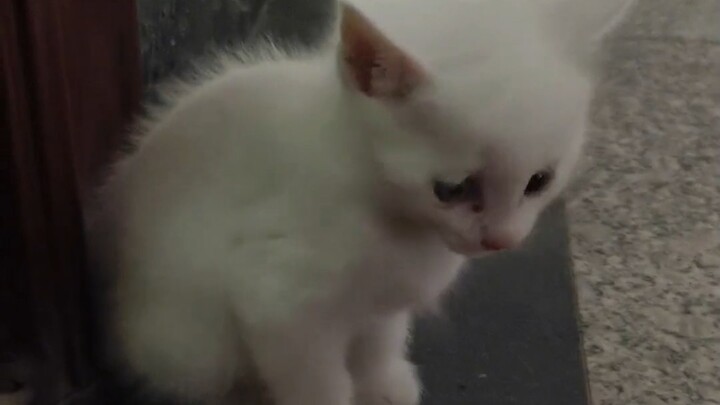 Setelah induk kucing menyerahkan anaknya kepadaku, ia setiap hari rajin datang menjenguk si bayi.