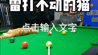 小橘子你是真不动弹啊