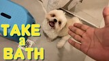 Shih Tzu Dog Tries To Take A Bath All By Himself