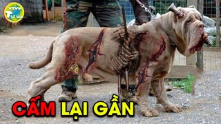 5 Zombie Ngoài Đời Thực Bạn Có Thể Gặp Chúng I Vivu Thế Giới