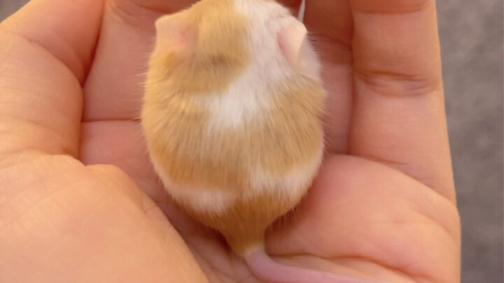 Những viên bánh nhỏ dễ thương thế này, bạn ăn bao nhiêu viên một lần vậy?