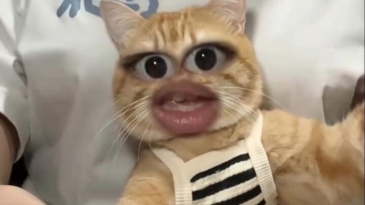 🐱" Stealing feelings?"🐱