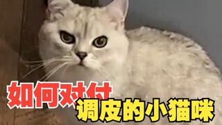 如何对付调皮的小猫咪