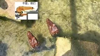 Không, bạn ạ???