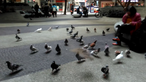 Pigeons with us (Hong Kong)