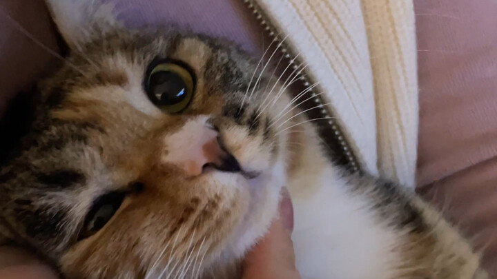 If you touch a kitten's chin when it's angry
