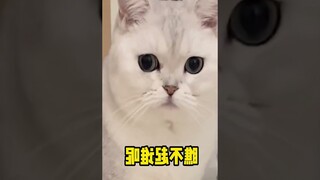 Funny Animal Videos 2022 Best Dogs And Cats Videos   Best Funny animals  6020