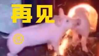 Xin lỗi...Tôi phải đi rồi...