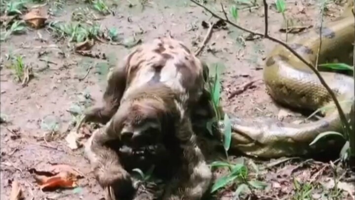 Ular sanca: Si brengsek mana tuh yang nggak punya batas pribadi nekat nge-pencet titik vital aku?!