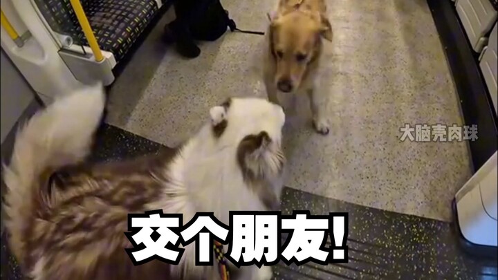 كيف يكوّن الجرو صداقات في مترو الأنفاق~