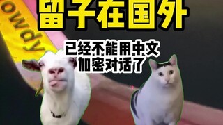【猫meme】听说留子在国外已经不能用中文加密对话了