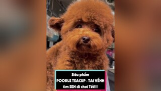 Siêu phẩm poodle nâu đỏ micro teacup. Dành cho AE tay to tuitienpet petonesaigon petnhatrang poodle