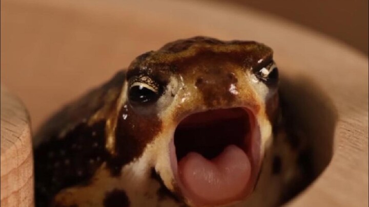 Agak mirip dengan kodok kecil itu.