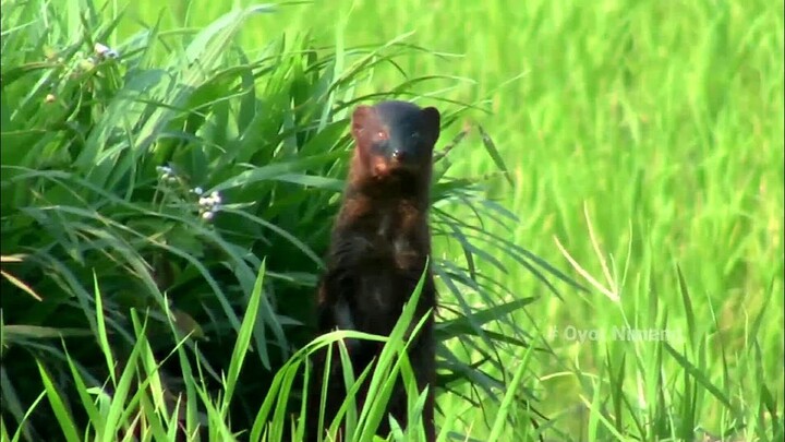 Garangan Jawa Atau Musang