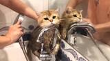 Cute Animal | Bathing A Felinae | Can't Stop Meowing