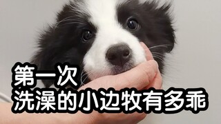 Major cuteness alert! The little puppy's first-ever bath!