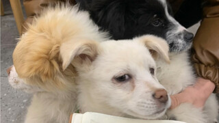 The little white dog brought his friend here again to eat spicy hot pot
