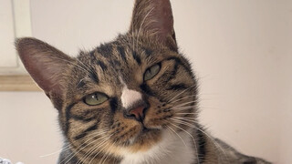 狸花猫有仇绝对都是当场就报了的！！！