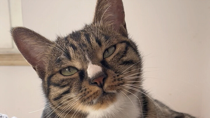 If a calico cat holds a grudge, it will definitely get even right on the spot!!!