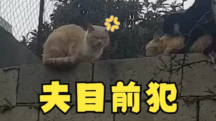 Miao Sang: I'm standing in line, holding the "ticket of love"!!!