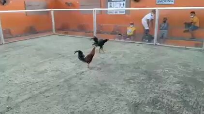 perfection Roundhead