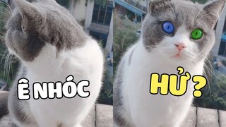 ĐÔI MẮT GÂY BAO THƯƠNG NHỚ, VỪA ĐÁNG YÊU VỪA MA MỊ 😆  | Pets TV