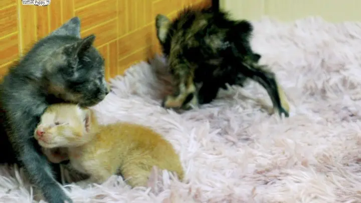 In the absence of the mom cat, kittens Lily and Jinsu take care of the two orphan kittens
