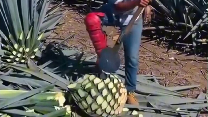 ทำไมคนงานถึงต้องตัดใบอากาเว่ทิ้ง?