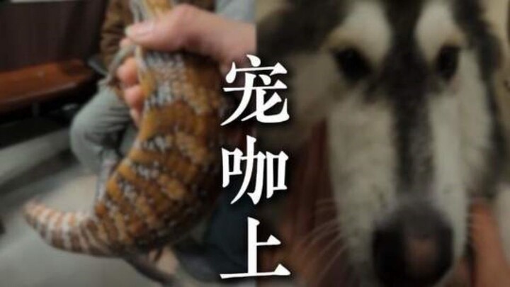 Một ngày đi làm của thú cưng nổi tiếng